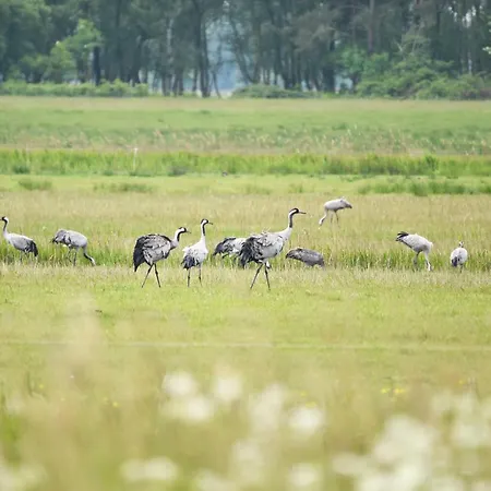 Boddenstuv - 5 Sterne Komfort Zwischen Ostsee Und Bodden 아파트 *