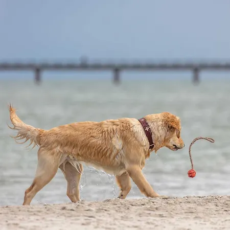 Boddenstuv - 5 Sterne Komfort Zwischen Ostsee Und Bodden